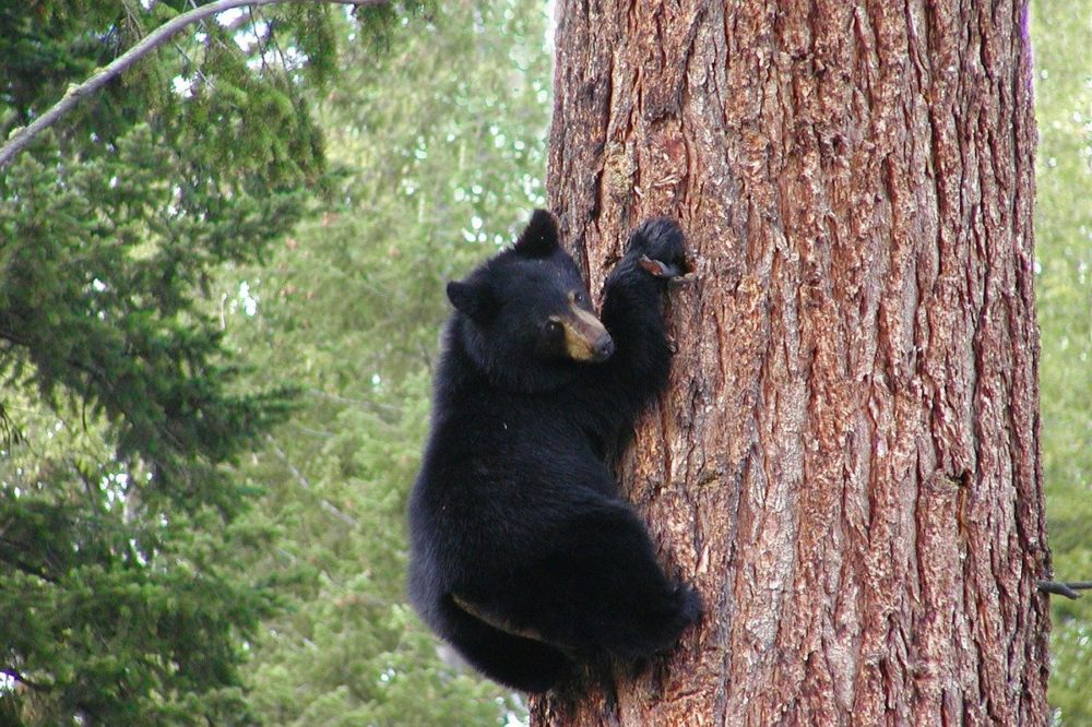 Black Bear Climbing Tree